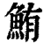 鮪(印刷字体·清·康熙字典)