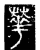 華(传抄·唐·唐代石刻篆文)