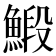 𩹨