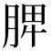 脾