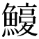 𩺽