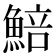 𩸬