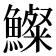 𩼇