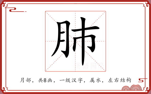 肺 肺