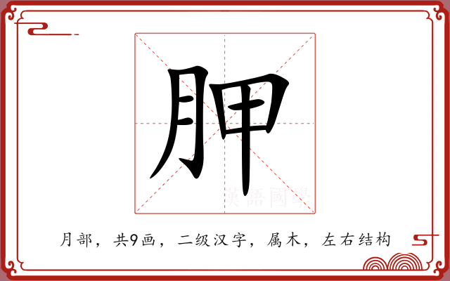 胛 胛