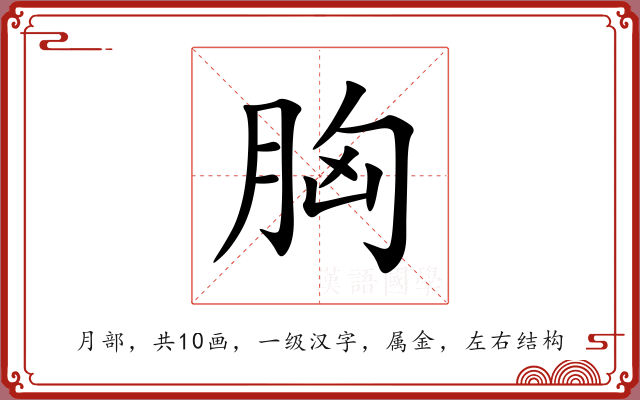 胸 胸