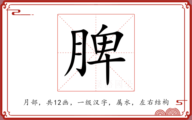 脾 脾