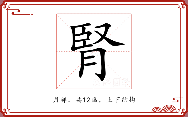 腎 腎